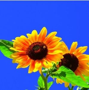 Meet your Posher, Edith